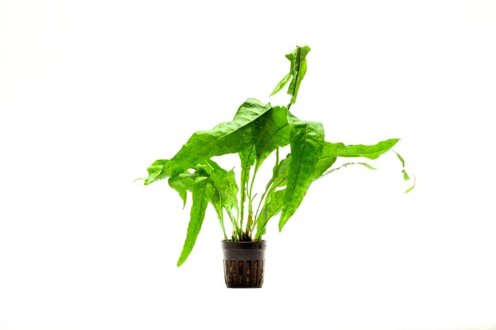 Java Fern Lettuce/ Microsorum Latifolia - CPA