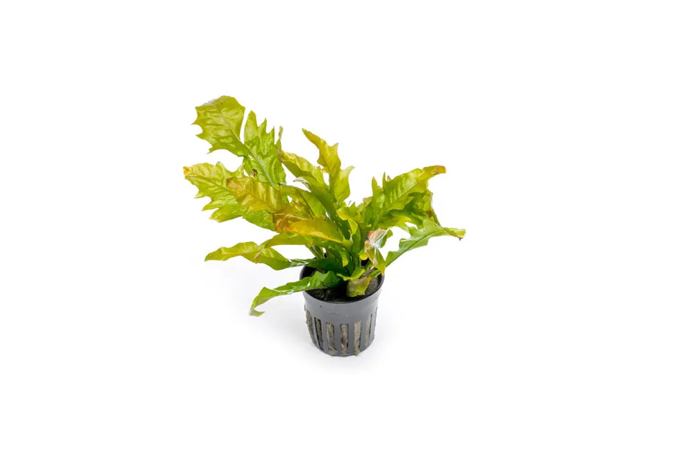 Java Fern Sunrise - CPA