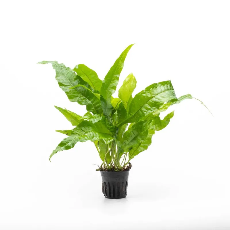 Java Fern Broad Leaf - CPA