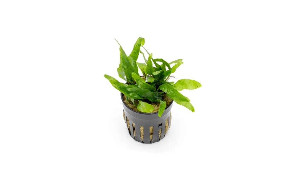 Java Fern Narrow Mini - CPA
