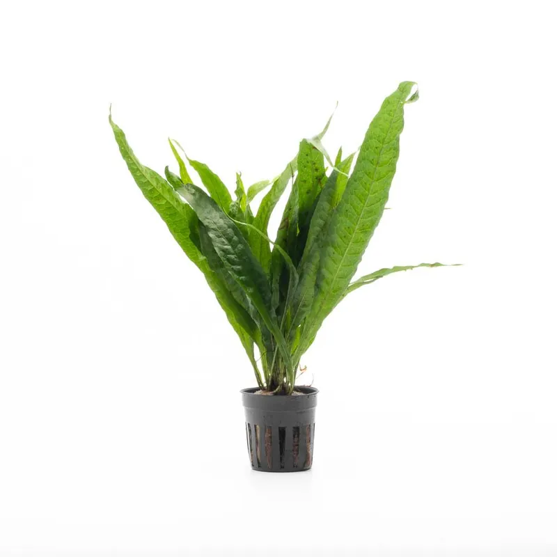 Java Fern Philippine - CPA
