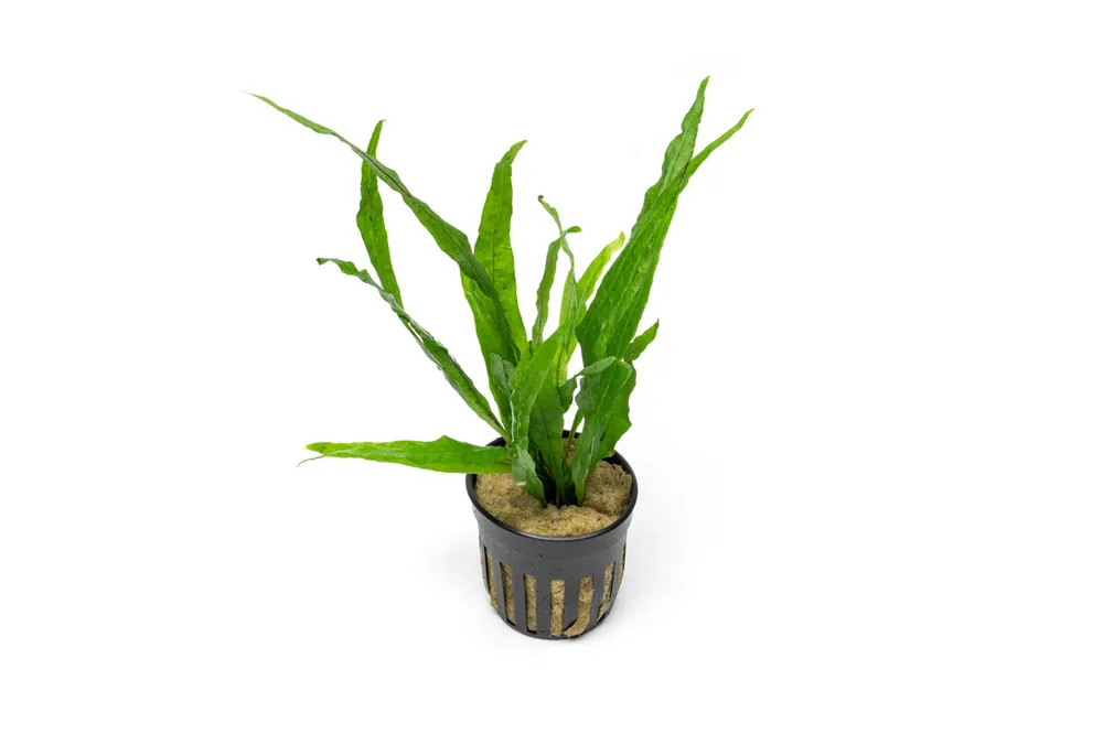 Java Fern Narrow - CPA