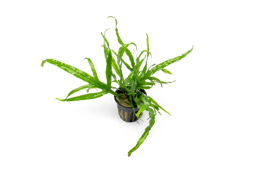 Java Fern Trident - CPA