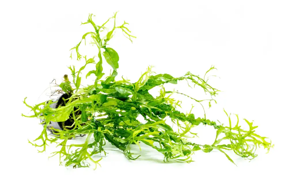 Java Fern Windelov Twisted - CPA