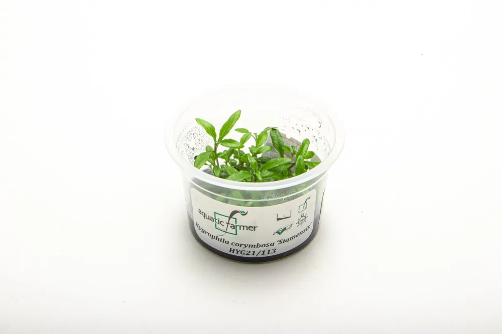 Hygrophila Siamensis Aquatic Farmer Tissue Culture