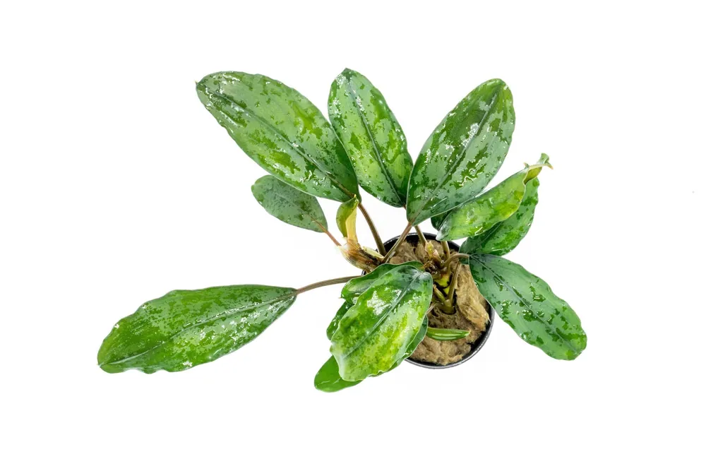 Bucephalandra Green Broad Leaf (Farmed) - CPA