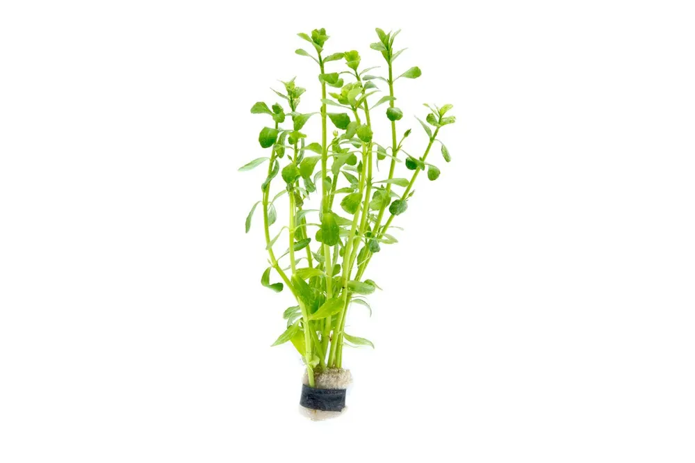 Bacopa Monnieri Variegatus - CPA