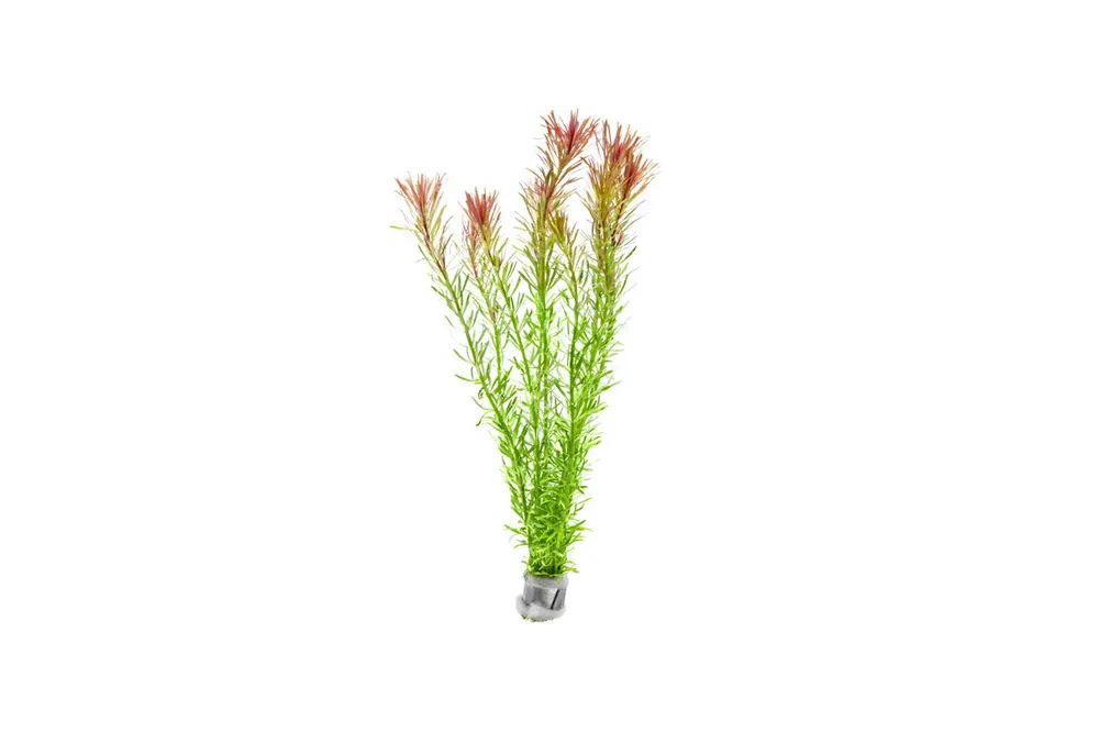 Rotala Bossii - CPA