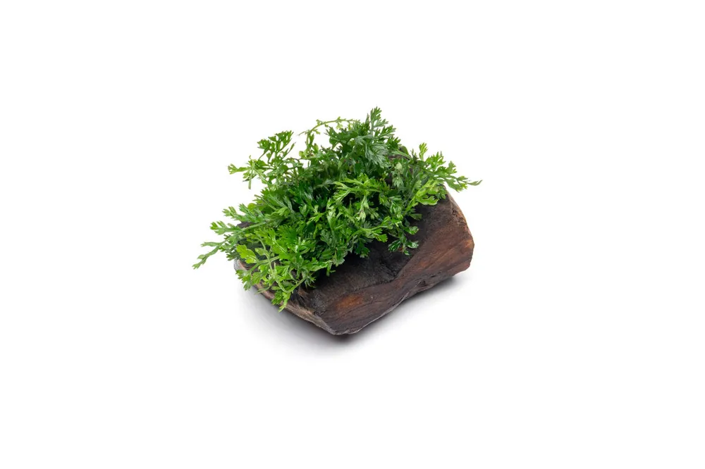 Mini Bolbitis on Driftwood - CPA
