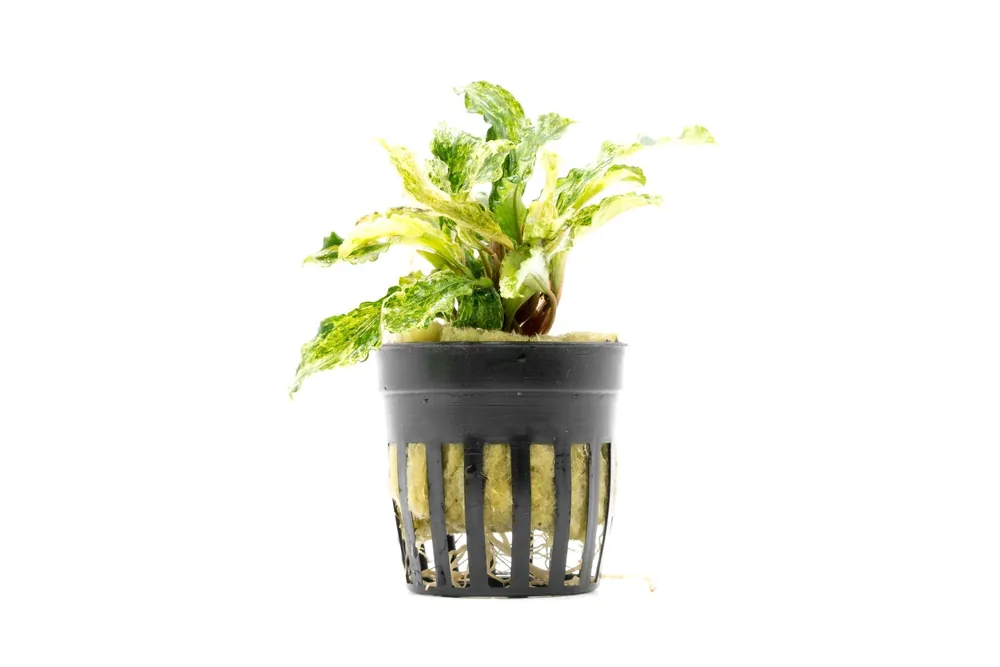 Bucephalandra Variegated Marble (Farmed) - CPA