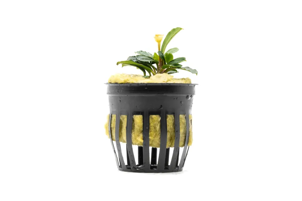 Bucephalandra Brownie Phoenix (Farmed) - CPA
