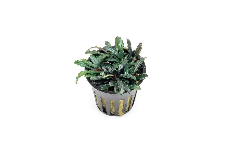Bucephalandra Catherinae Red Pot (Farmed) - CPA