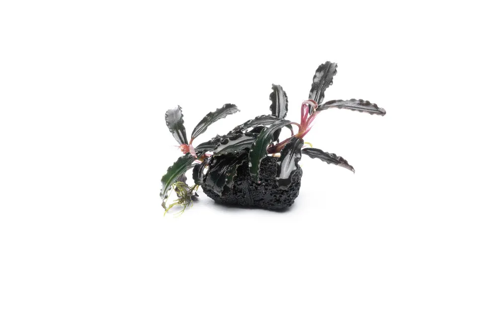 Bucephalandra Godzilla on Lava Stone (Farmed) - CPA