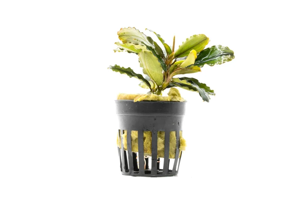 Bucephalandra Rainbow Marble Pot (Farmed) - CPA
