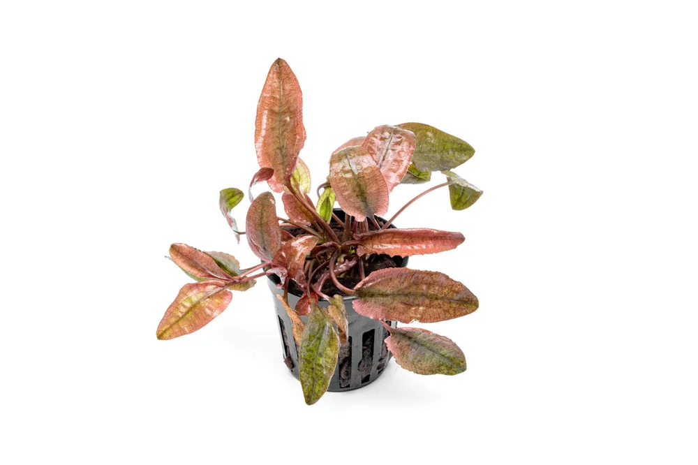Cryptocoryne Pink Flamingo - CPA