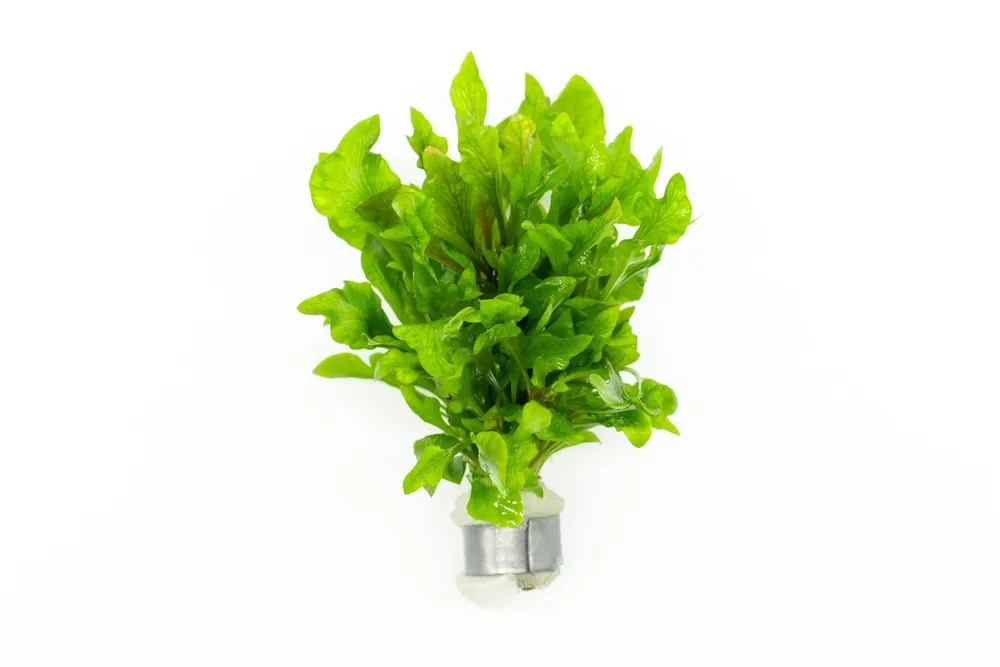 Alternanthera Variegatus - CPA