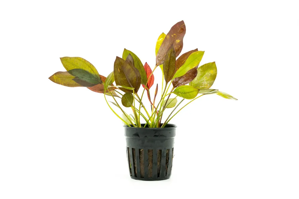 Echinodorus Aflame - CPA