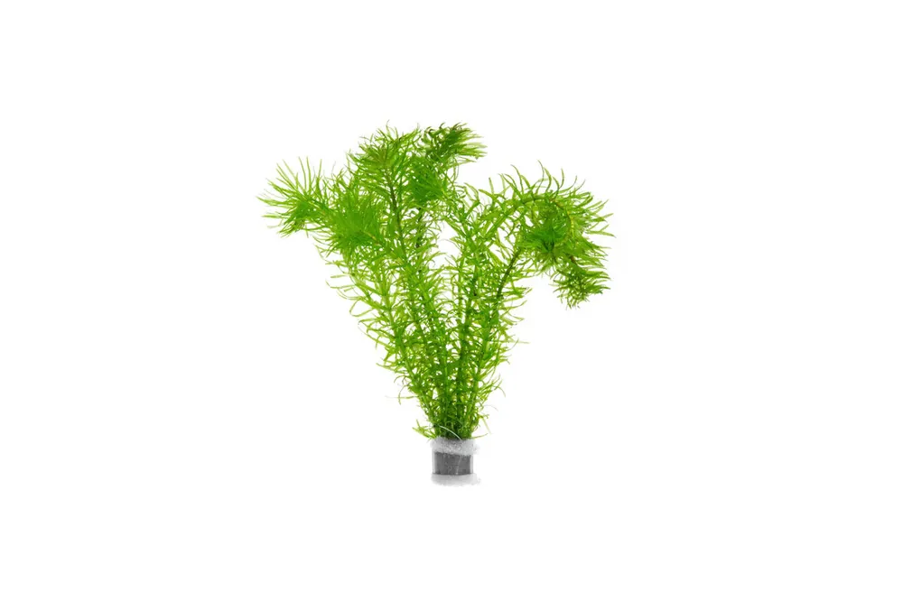 Elodea Najas - ACW