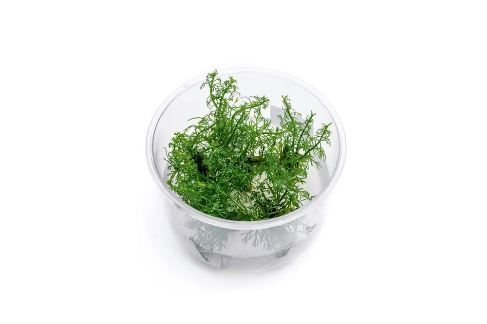 Myriophyllum Mattogrossense Tissue Culture - UNSTC