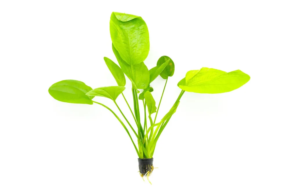 Echinodorus Palaefolius - CPA