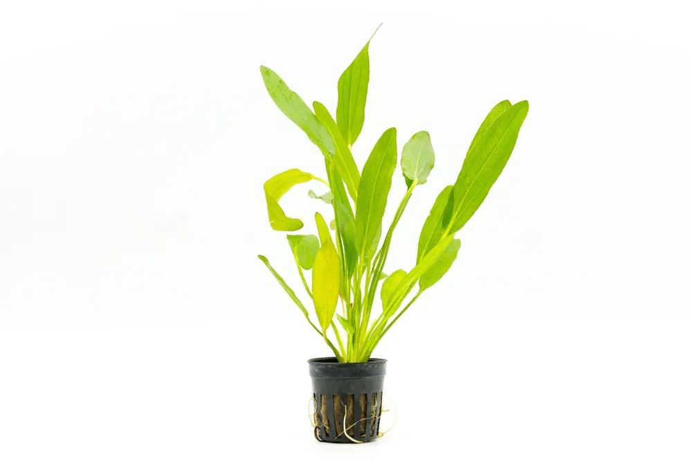 Echinodorus Red Devil - CPA