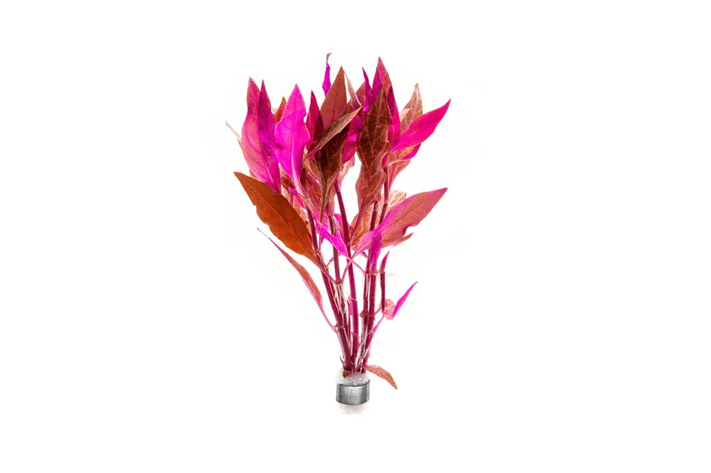 Alternanthera Rosanervig - ACW
