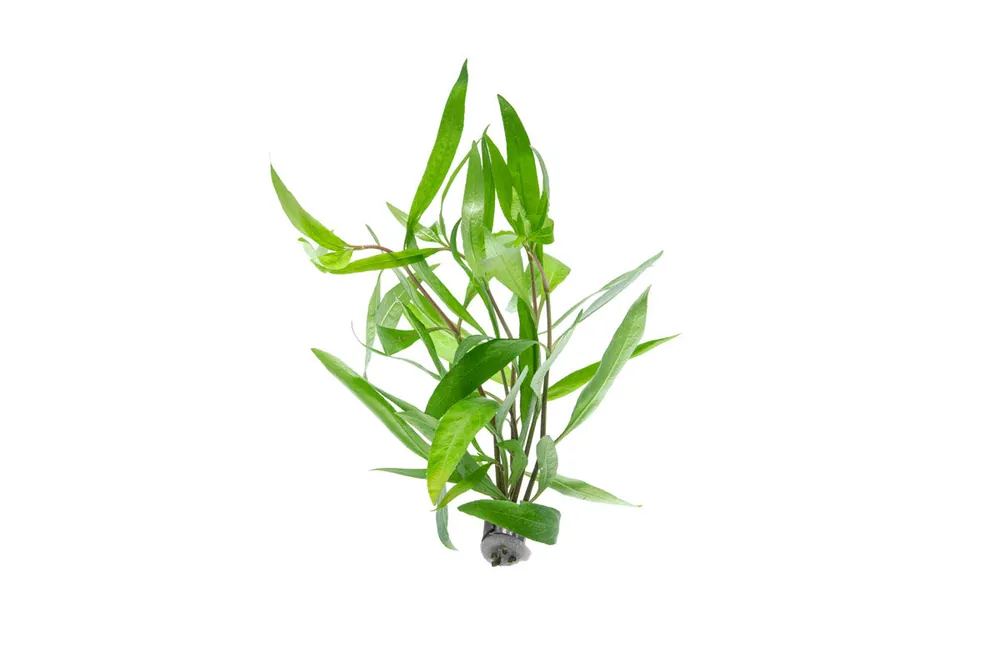 Hygrophila Angustifolia Rubra - CPA
