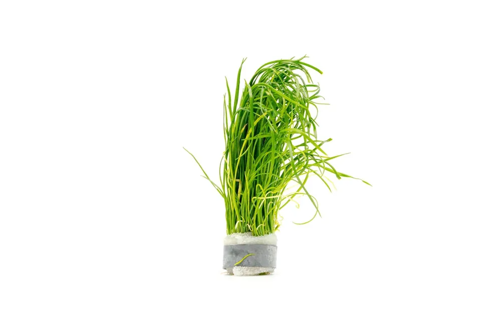 Isoetes Velata Var. Sicula - CPA