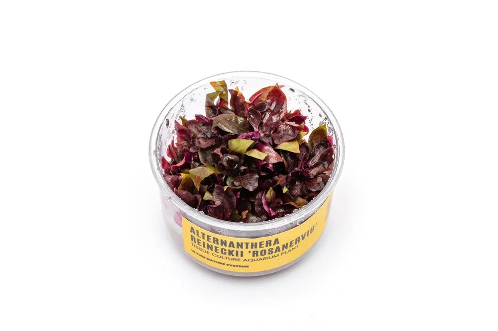 Alternanthera Reineckii Rosanervig UNS Tissue Culture - UNSTC