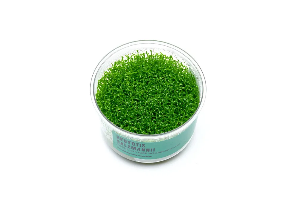Hedyotis Salzmannii UNS Tissue Culture - UNSTC