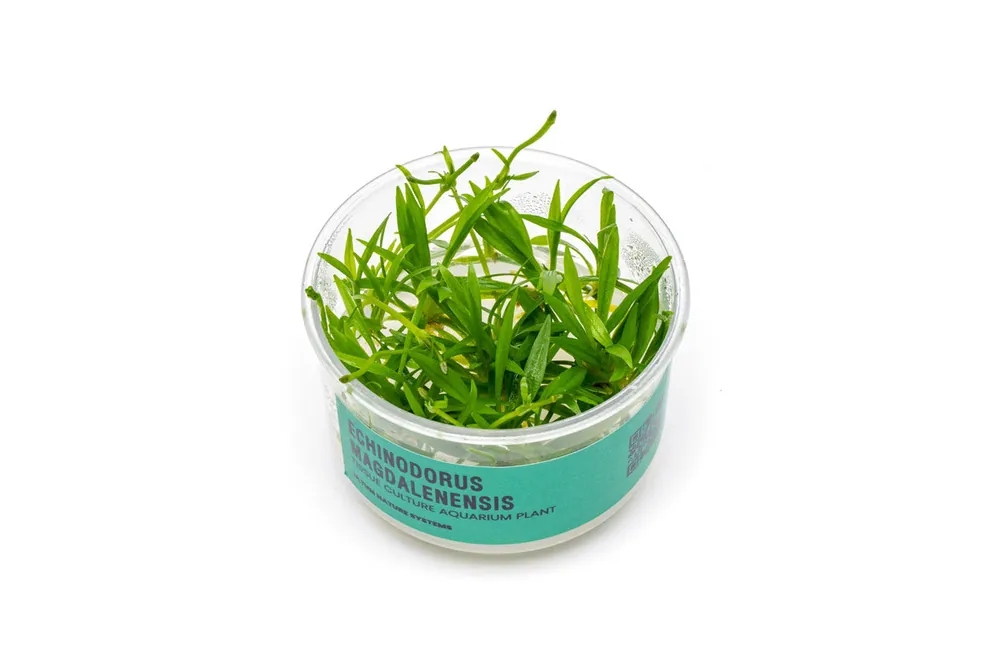 Echinodorus Magdalenensis Tissue Culture - UNSTC