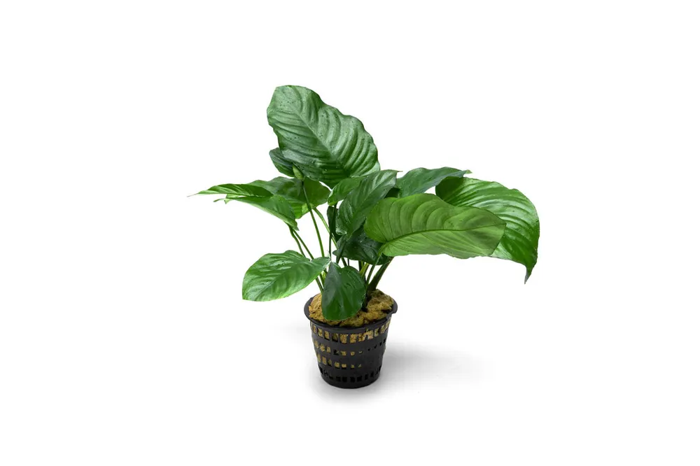 Anubias Barteri Broad Leaf Mother Pot - CPA