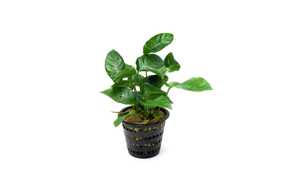 Anubias Barteri Striped Mother Pot - CPA