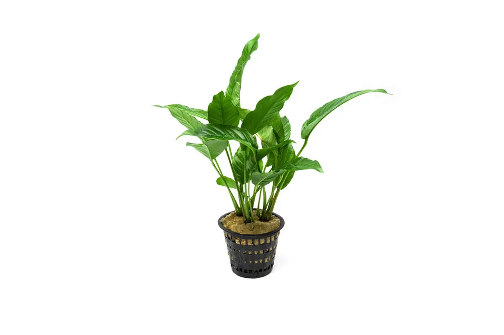 Anubias Heterophylla Mother Pot - CPA