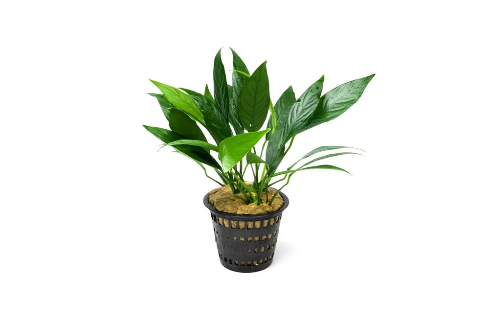 Anubias Lanceolata Mother Pot - CPA