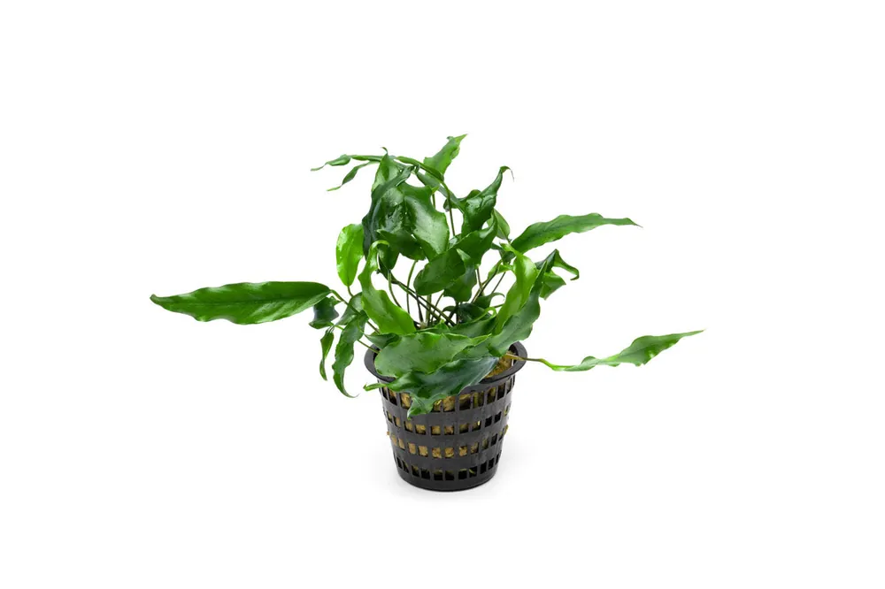 Anubias Minima Mother Pot - CPA