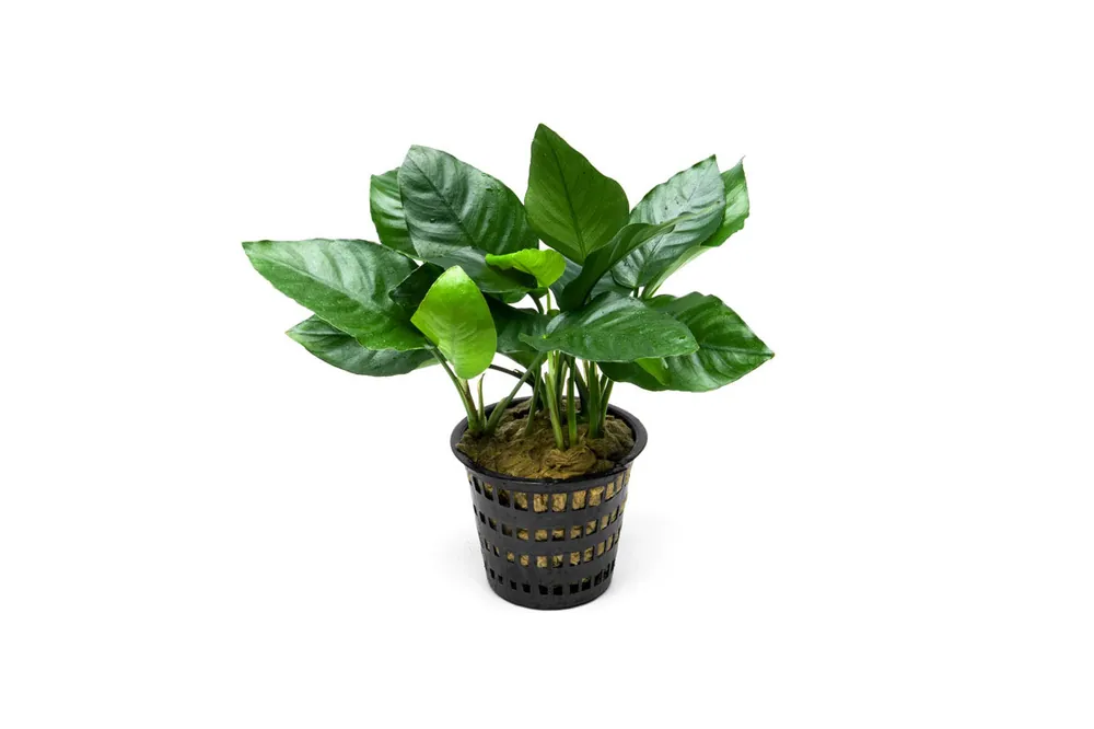 Anubias Nana Mother Pot - CPA