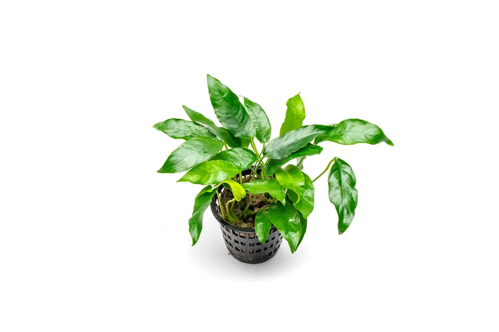 Anubias Short and Sharp Mother Pot - CPA