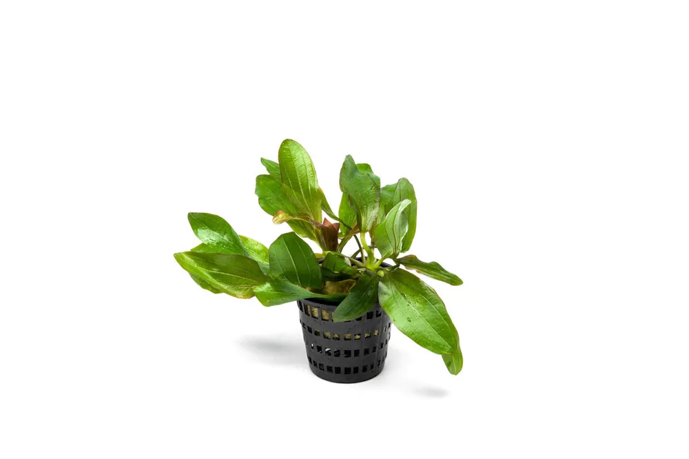 Echinodorus Red Rubin Mother Pot - CPA