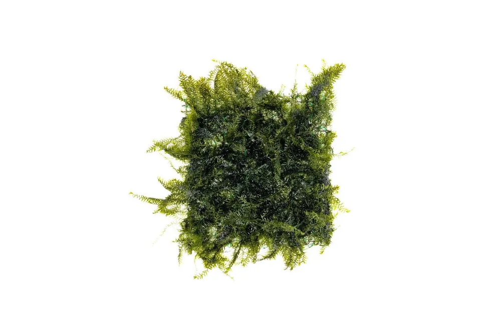 Fissidens Fontanus on Stainless Steel - BUCE