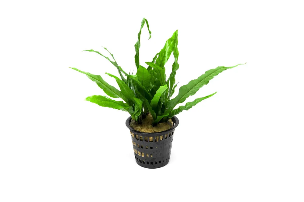 Java Fern Mother Pot - CPA