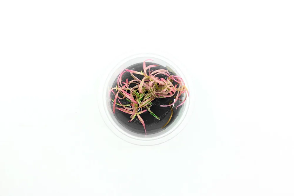 Hygrophila Lancea 'Araguaia' Sp Chai Aquatic Farmer Tissue Culture