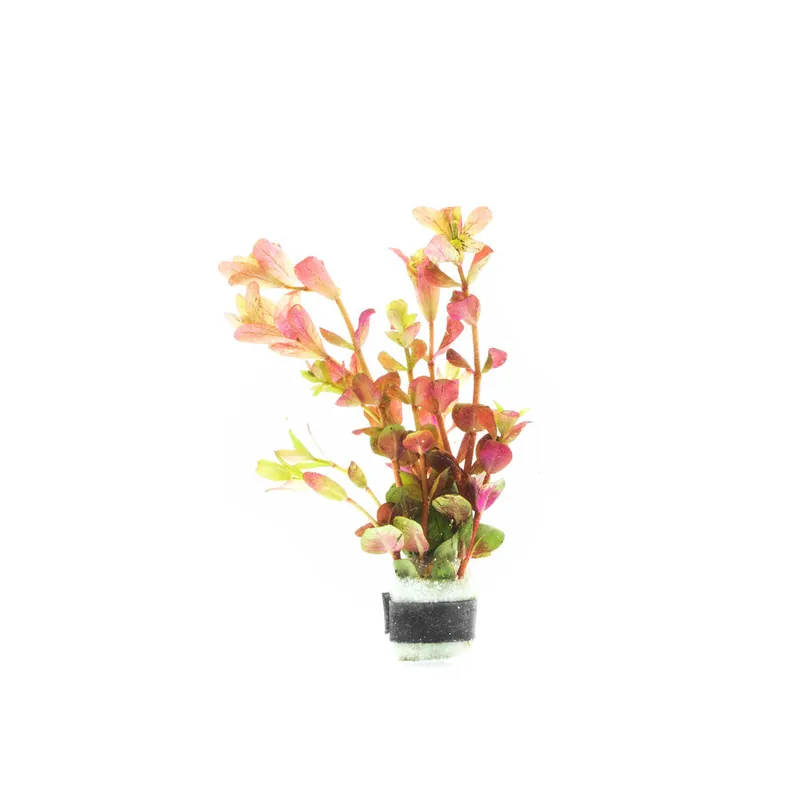 Rotala Rotundifolia Orange Juice - ACW
