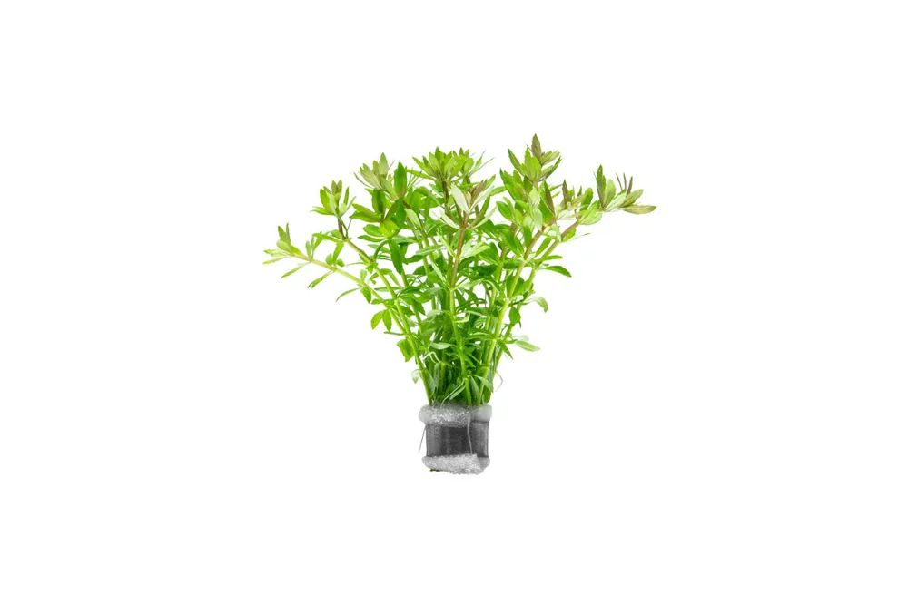 Limnophila Mini Vietnam - CPA