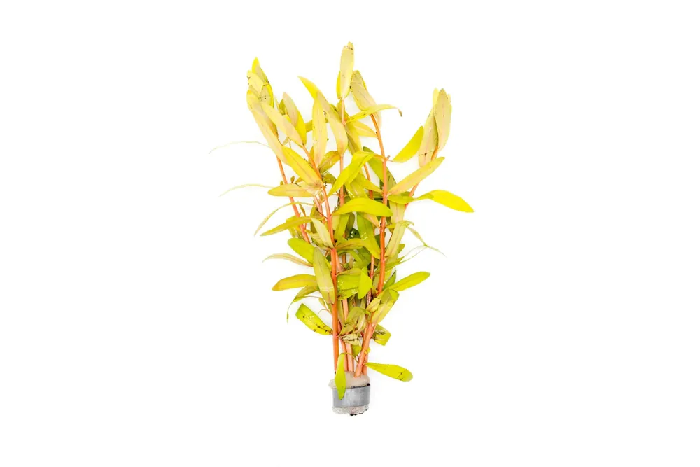 Nesaea Pedicellata Golden - CPA