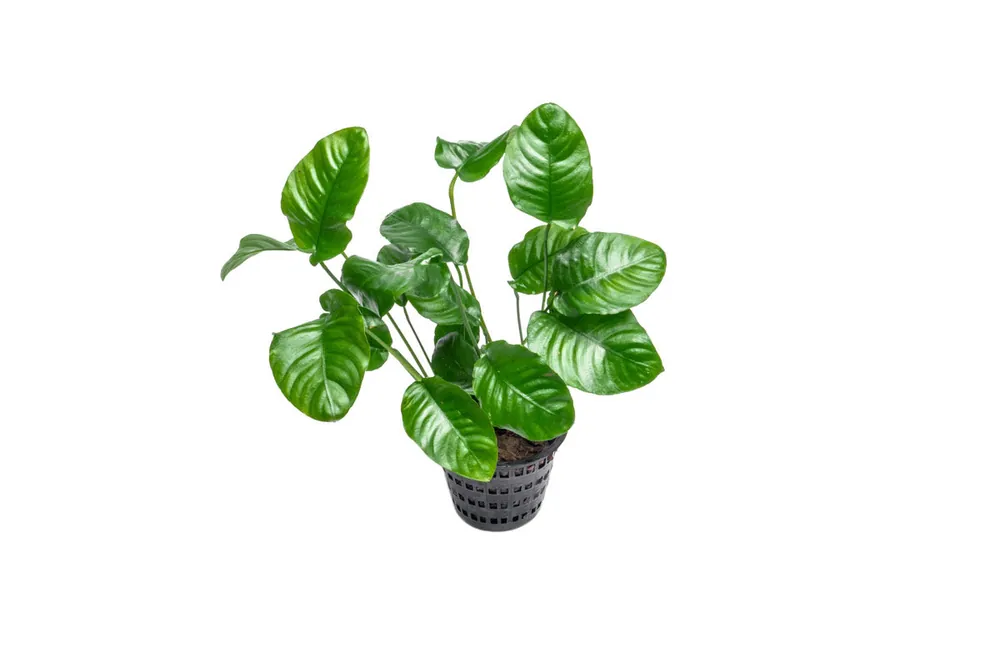 Anubias Barteri Wrinkle Leaf Mother Pot - CPA
