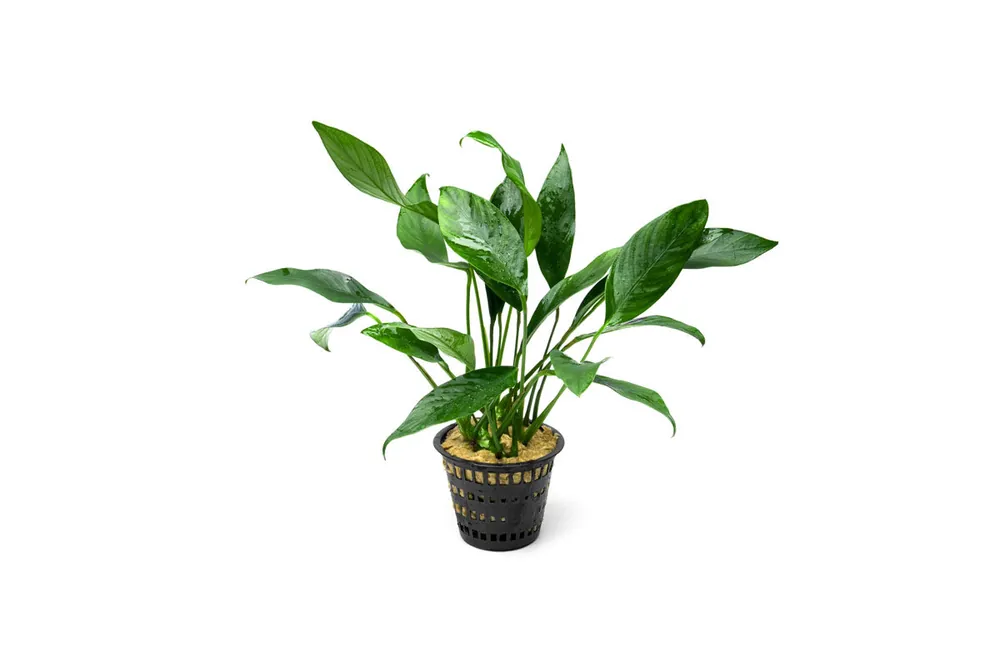 Anubias Congensis Mother Pot - CPA