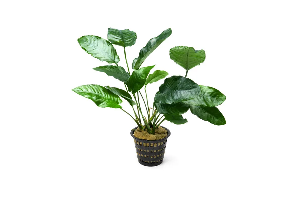 Anubias Barteri Mother Pot - CPA