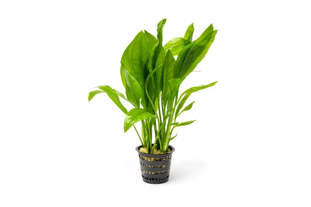 Echinodorus Bleheri Mother Pot - CPA