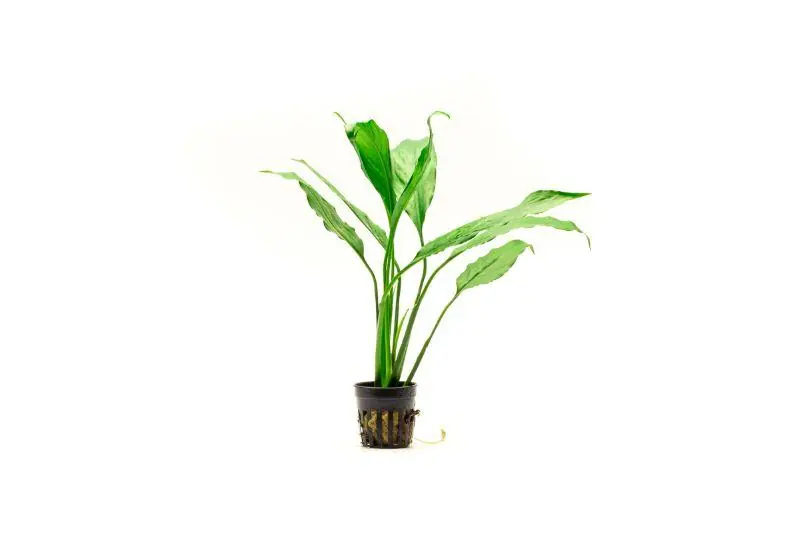 Spathiphyllum Wallisii - Peace Lily